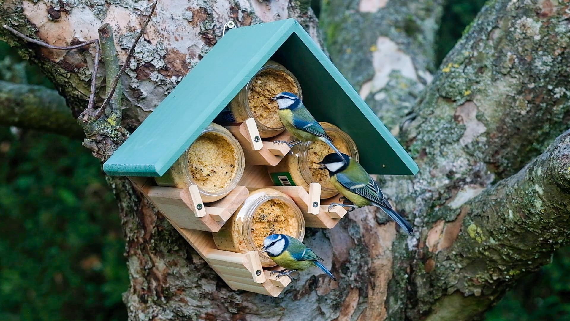 Ark Wildlife Shop 6 Ark Wildlife Shop -Ark Wildlife Shop 81Z1iQj hL