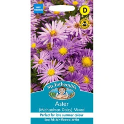 Aster (Michaelmas Daisy) Mixed