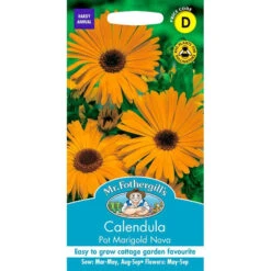 Calendula Pot Marigold Nova