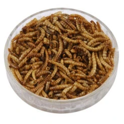 Dried Mealworms