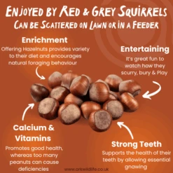 Hazelnuts In Shell For Squirrels -Ark Wildlife Shop HAZS WhyBuy