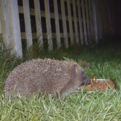 Ark Hedgehog Food Original -Ark Wildlife Shop Hedgehog Feeding