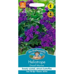 Heliotrope Dwarf Marine