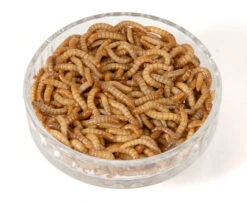 Live Mealworms