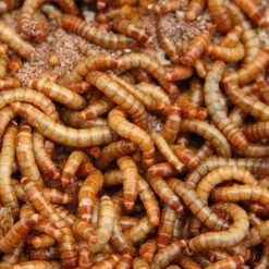 Live Mealworms -Ark Wildlife Shop Live Mealworms