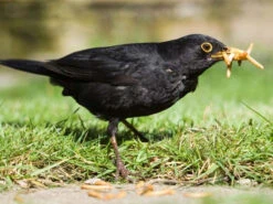 Live Mealworms -Ark Wildlife Shop Mealworm Blackbird