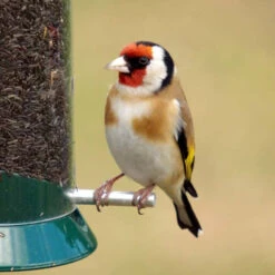Niger Seed 7 Niger Seed -Ark Wildlife Shop NewGenNiger Goldfinch
