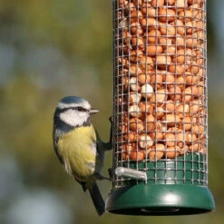 Large Premium Peanut Kernels -Ark Wildlife Shop Peanuts Blue Tit