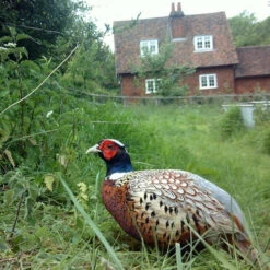 Ark Cereal Mix 5 Ark Cereal Mix -Ark Wildlife Shop Pheasant ACMI