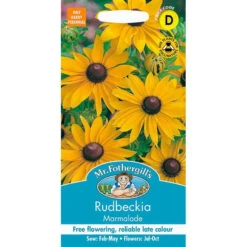 Rudbeckia Marmalade