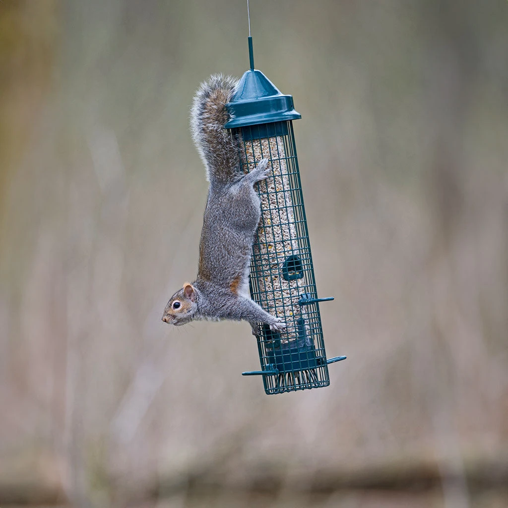 Squirrel Buster Classic Seed Feeder 2 Squirrel Buster Classic Seed Feeder - Image 2