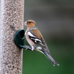 Classic Sunflower Hearts -Ark Wildlife Shop SUNVChaff