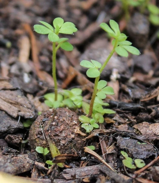 Seedball Wildflower Tins 2 Seedball Wildflower Tins - Image 2