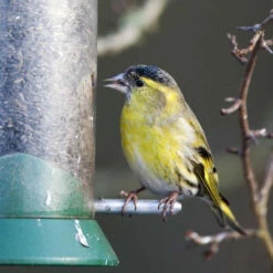 Niger Seed 6 Niger Seed -Ark Wildlife Shop Siskin Niger