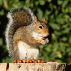 Squirrel Feeder & Food Pack -Ark Wildlife Shop Squirrel Food 9c202916 8ecd 410d 9c79 9d969d897311