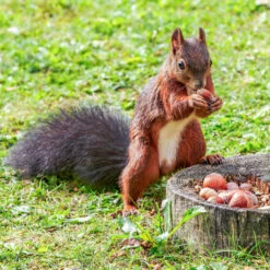 Hazelnuts In Shell For Squirrels -Ark Wildlife Shop Squirrel eating