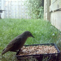 Ark Mealworm Suet Pellets -Ark Wildlife Shop Starling Fruit