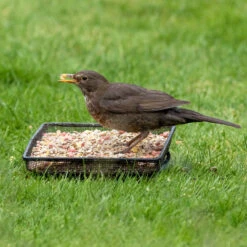 Ark Wildlife Shop 15 Ark Wildlife Shop -Ark Wildlife Shop arfp blackbird bird food