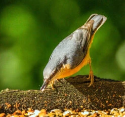 Ark Insectivore Food -Ark Wildlife Shop ark insectivore food nuthatch