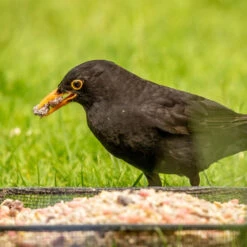 Ark Robin Friendly Premium -Ark Wildlife Shop arpf blackbird