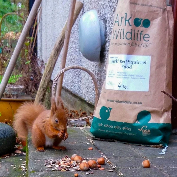 Ark Red Squirrel Food 4 Ark Red Squirrel Food - Image 4