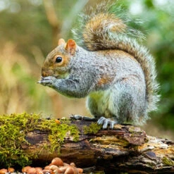 Ark Squirrel Food -Ark Wildlife Shop asmi squiirel log