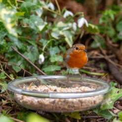 Ark Summer Support Mix -Ark Wildlife Shop assm robin dish