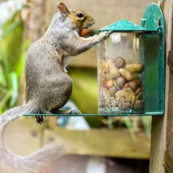 Ark Squirrel Whole Nut -Ark Wildlife Shop aswn metal feeder
