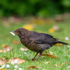 Ark Wildlife Shop 13 Ark Wildlife Shop -Ark Wildlife Shop blackbird suet