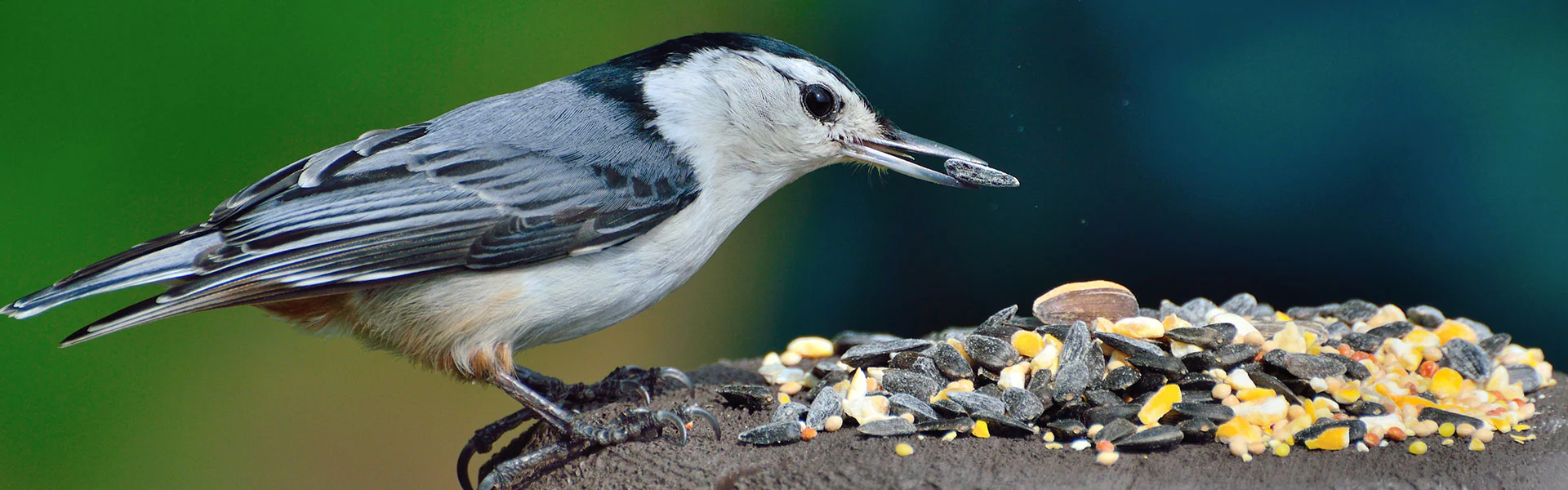 Ark Wildlife Shop 5 Ark Wildlife Shop -Ark Wildlife Shop category hero wild bird seed