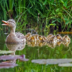 Duck Nesting Basket -Ark Wildlife Shop duck basket mallard 3