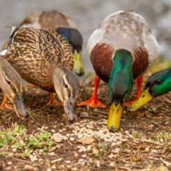 Ark Duck & Swan Floating Food -Ark Wildlife Shop ducks food bank