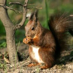 Hazelnut Kernels -Ark Wildlife Shop hazelnut kernels