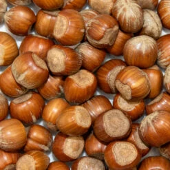 Hazelnuts In Shell For Squirrels -Ark Wildlife Shop hazelnut shell