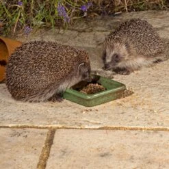 Hedgehog Food Bowl -Ark Wildlife Shop hedgehog food bowl