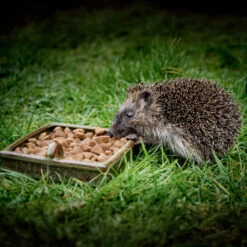 Ark Hedgehog Food Original -Ark Wildlife Shop hoglet eating ark hedgehog food
