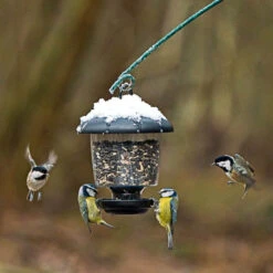 Little Lantern Seed Feeder -Ark Wildlife Shop little lantern bird feeder winter