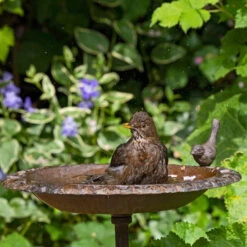Old Iron Classic Bird Bath