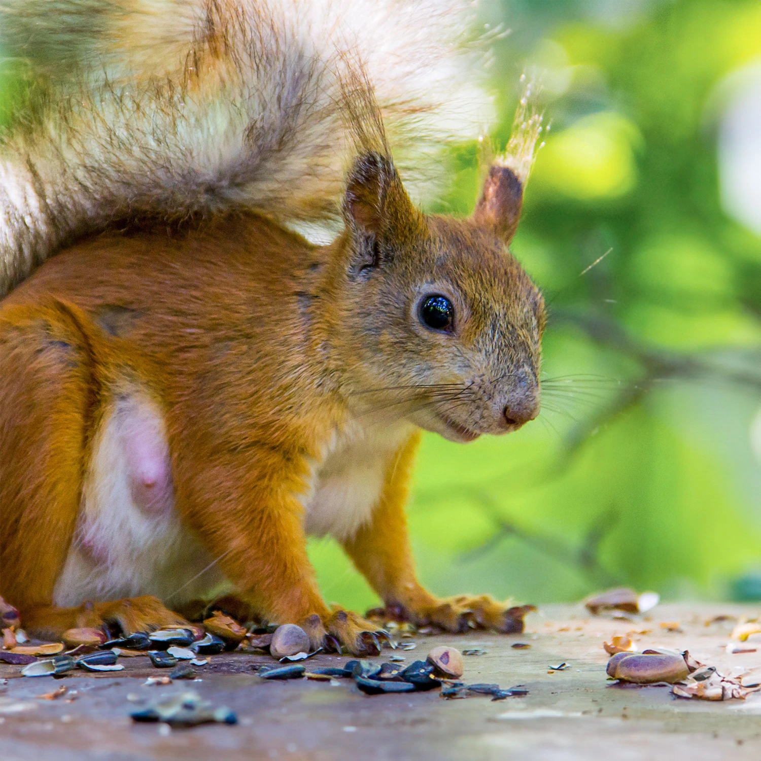 Pine Nuts 3 Pine Nuts - Image 3