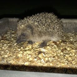 Pinhead Oats -Ark Wildlife Shop pinhead oats 2