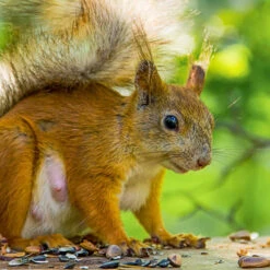Squirrel Feeder & Food Pack -Ark Wildlife Shop red squirrel nut