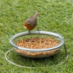 Robin Treat Dish 6 Robin Treat Dish -Ark Wildlife Shop robin food bowl