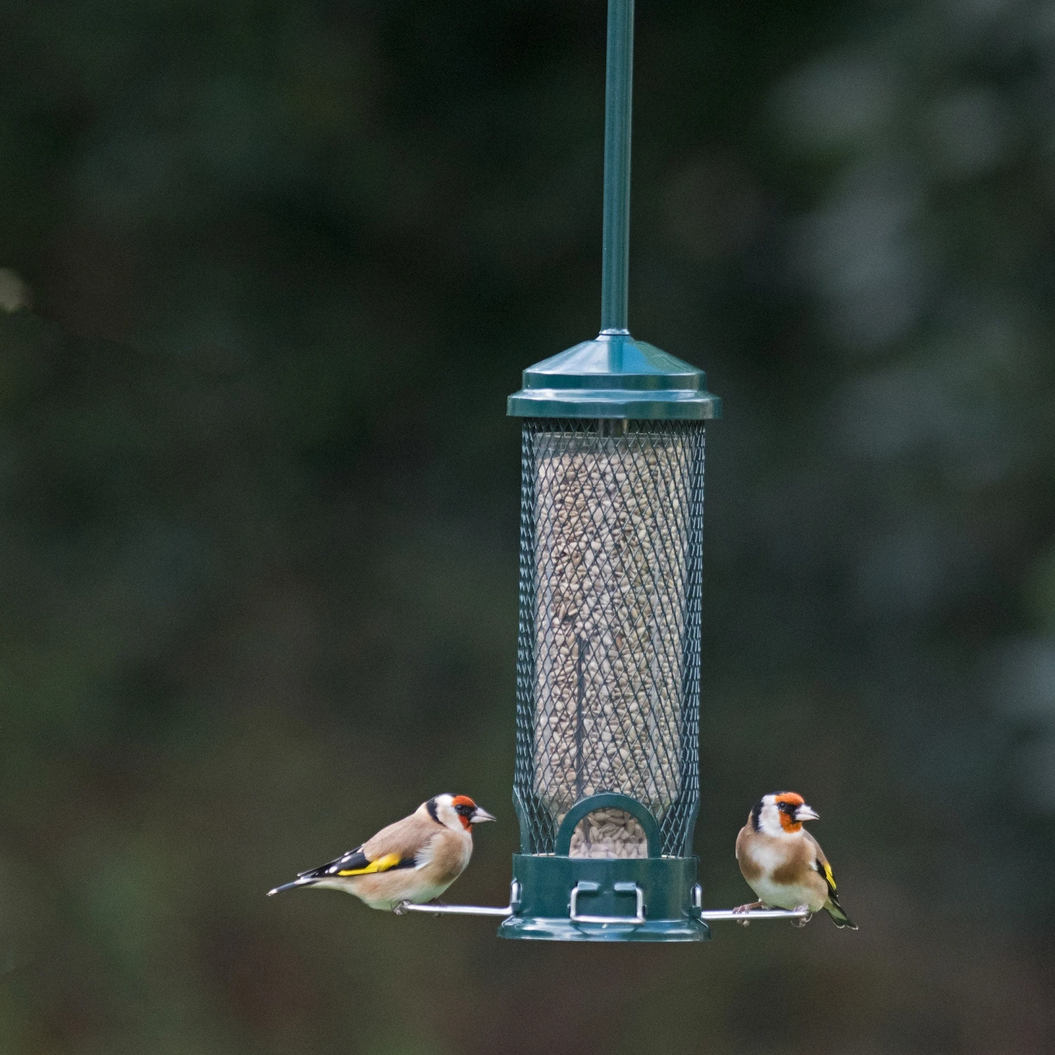 Squirrel Buster Mini Seed Feeder 3 Squirrel Buster Mini Seed Feeder - Image 3