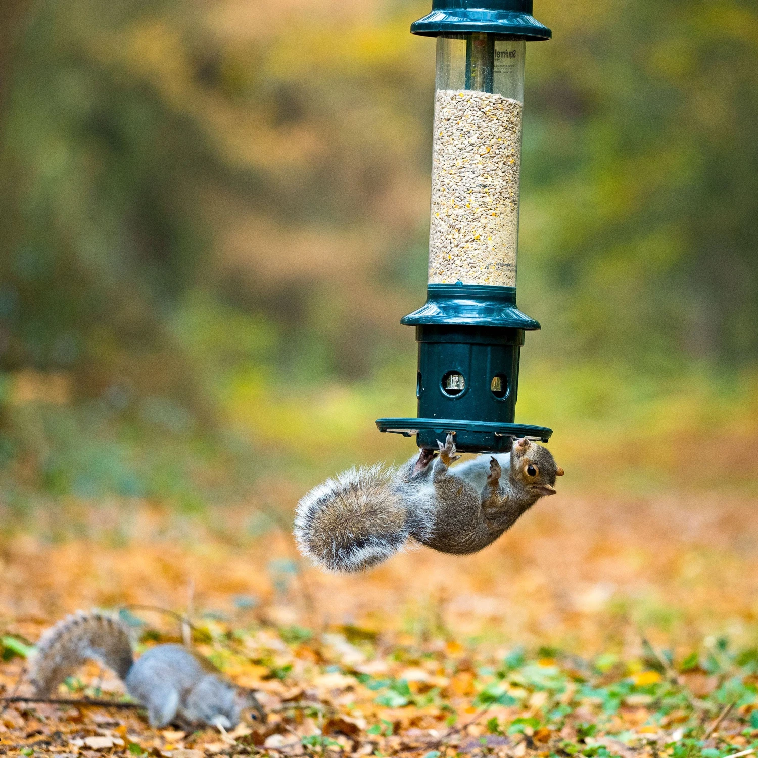 Squirrel Buster Plus Seed Feeder 2 Squirrel Buster Plus Seed Feeder - Image 2