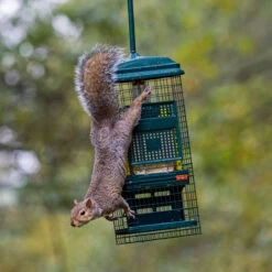 Squirrel Buster Suet Feeder -Ark Wildlife Shop squirrel buster suet 3