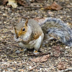 Large Striped Sunflower Seeds -Ark Wildlife Shop squirrel food sunflower seed