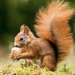 Walnuts In Shell -Ark Wildlife Shop squirrel food walnuts